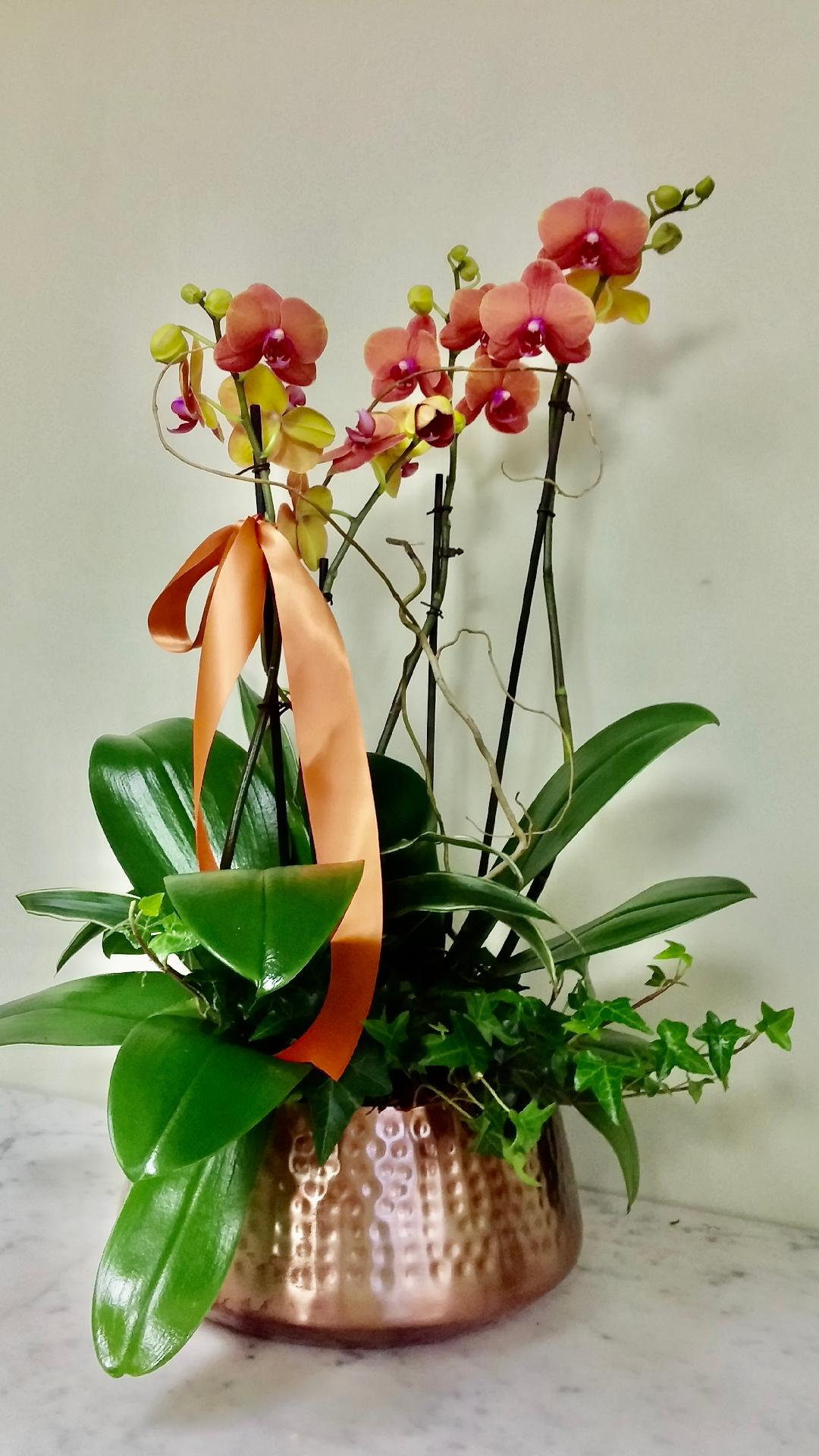(image for) Above Sunset Orchid Planter